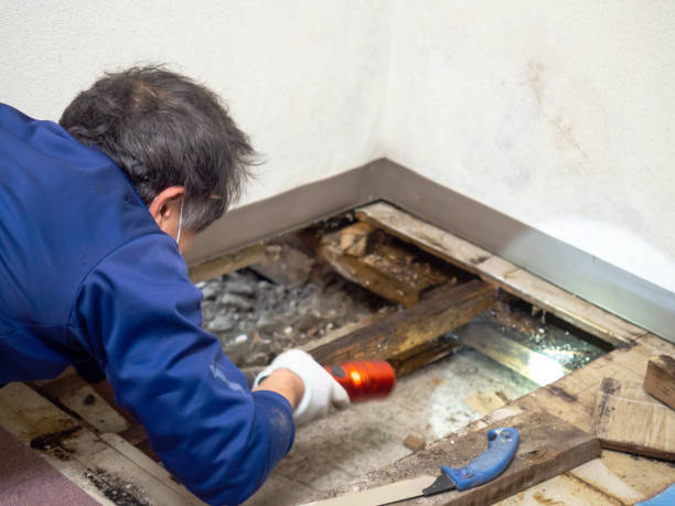 Best Mold Removal Company Near Me  in Carol Stream, IL