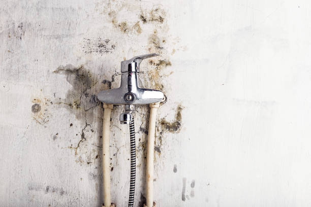 Best Commercial Mold Removal  in Carol Stream, IL