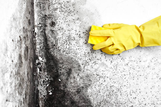 Best Attic Mold Removal  in Carol Stream, IL