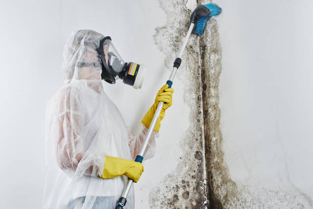 Best Best Mold Removal Companies  in Carol Stream, IL