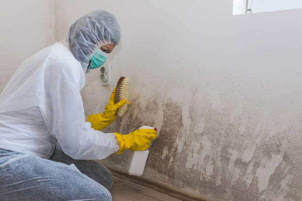Best Residential Mold Removal  in Carol Stream, IL