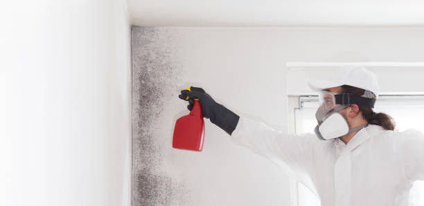 Best Same-Day Mold Removal  in Carol Stream, IL