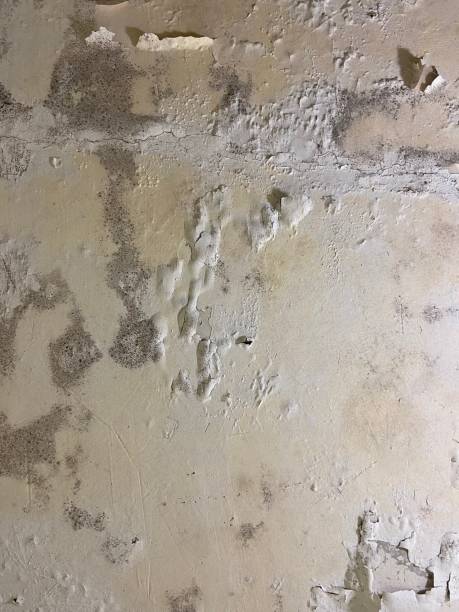 Trusted Carol Stream, IL Mold Removal Experts