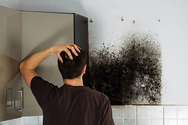 Best Affordable Mold Removal  in Carol Stream, IL