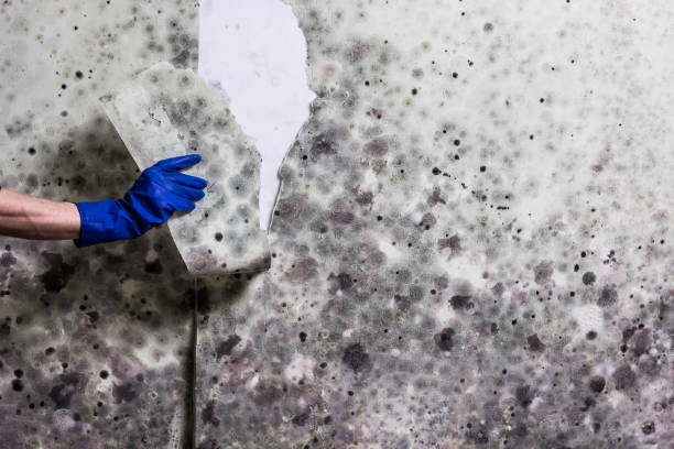 Best Toxic Mold Removal  in Carol Stream, IL