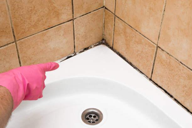 Best Mold Testing  in Carol Stream, IL